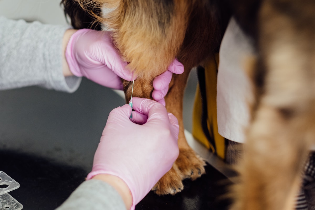 Steroids for Dogs: How It's Used in Veterinary Medicine - Health Research Policy