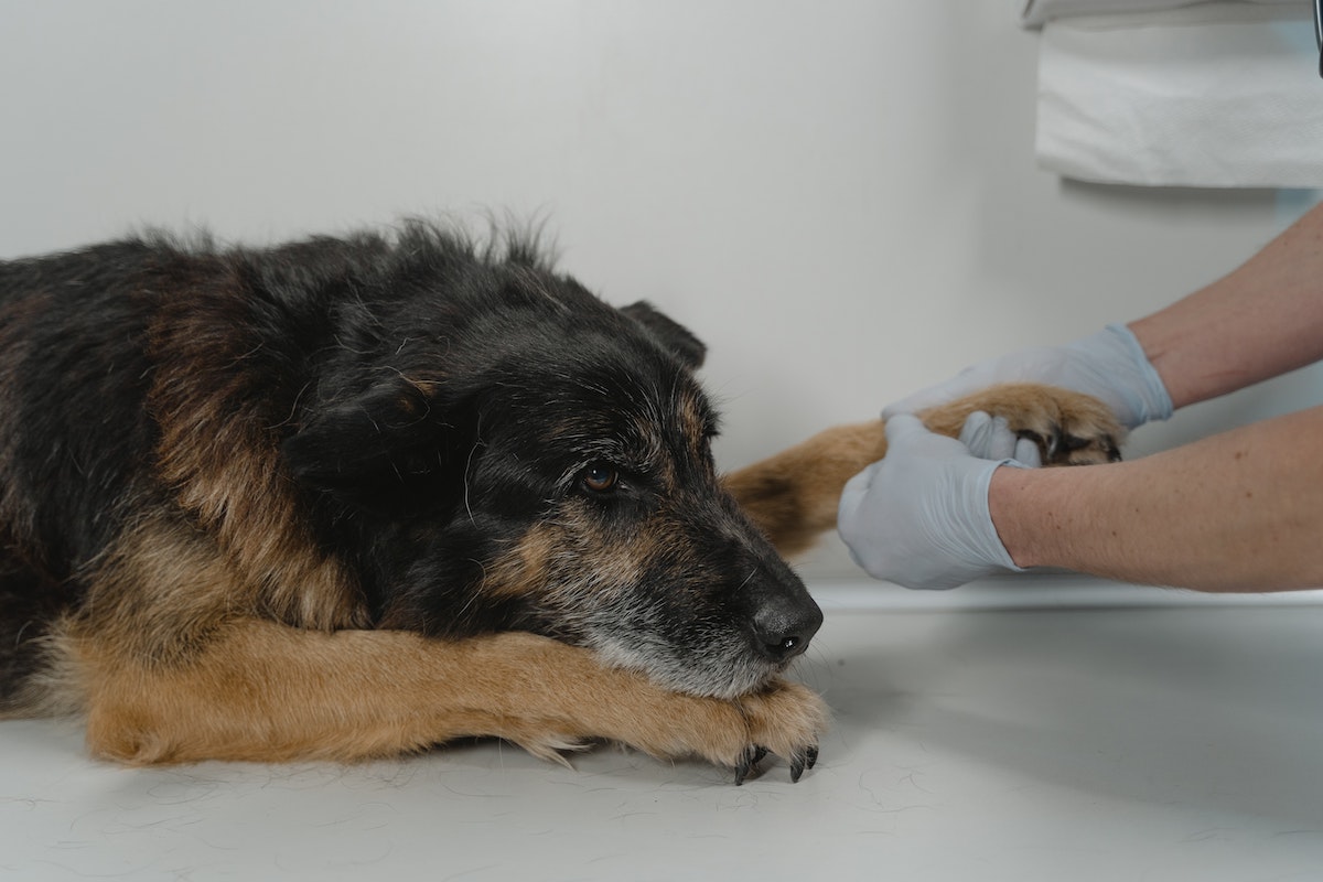 Steroids for Dogs: How It's Used in Veterinary Medicine - Health Research Policy