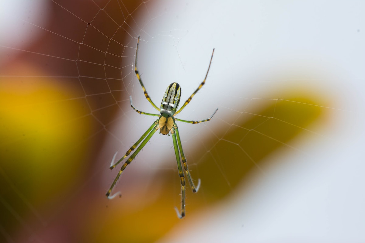 banana spider on a web