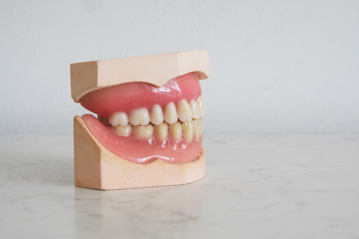 teeth and gum model