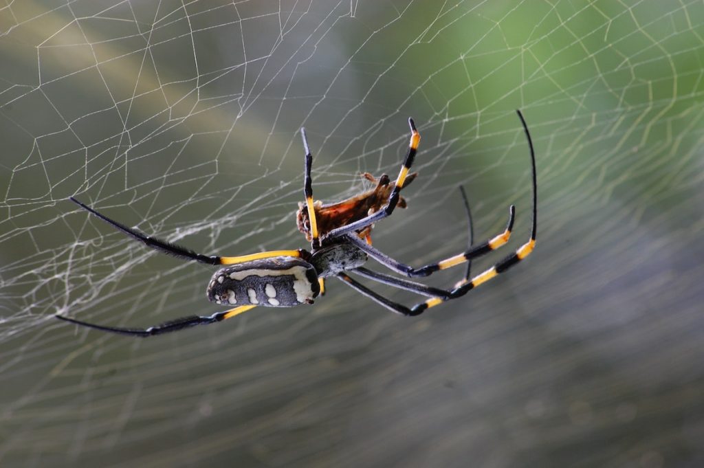 black and yellow spider