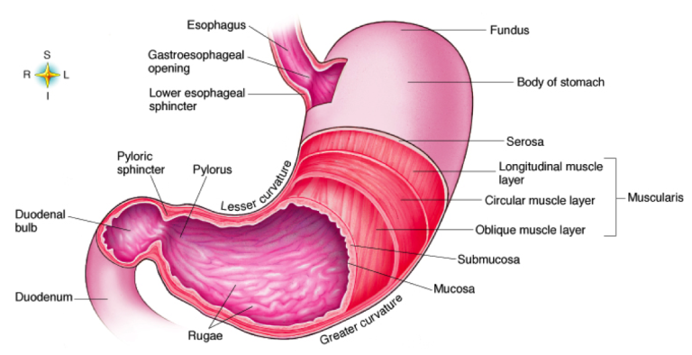 What is Bile Reflux and How Do You Get Rid of It? Health Research Policy