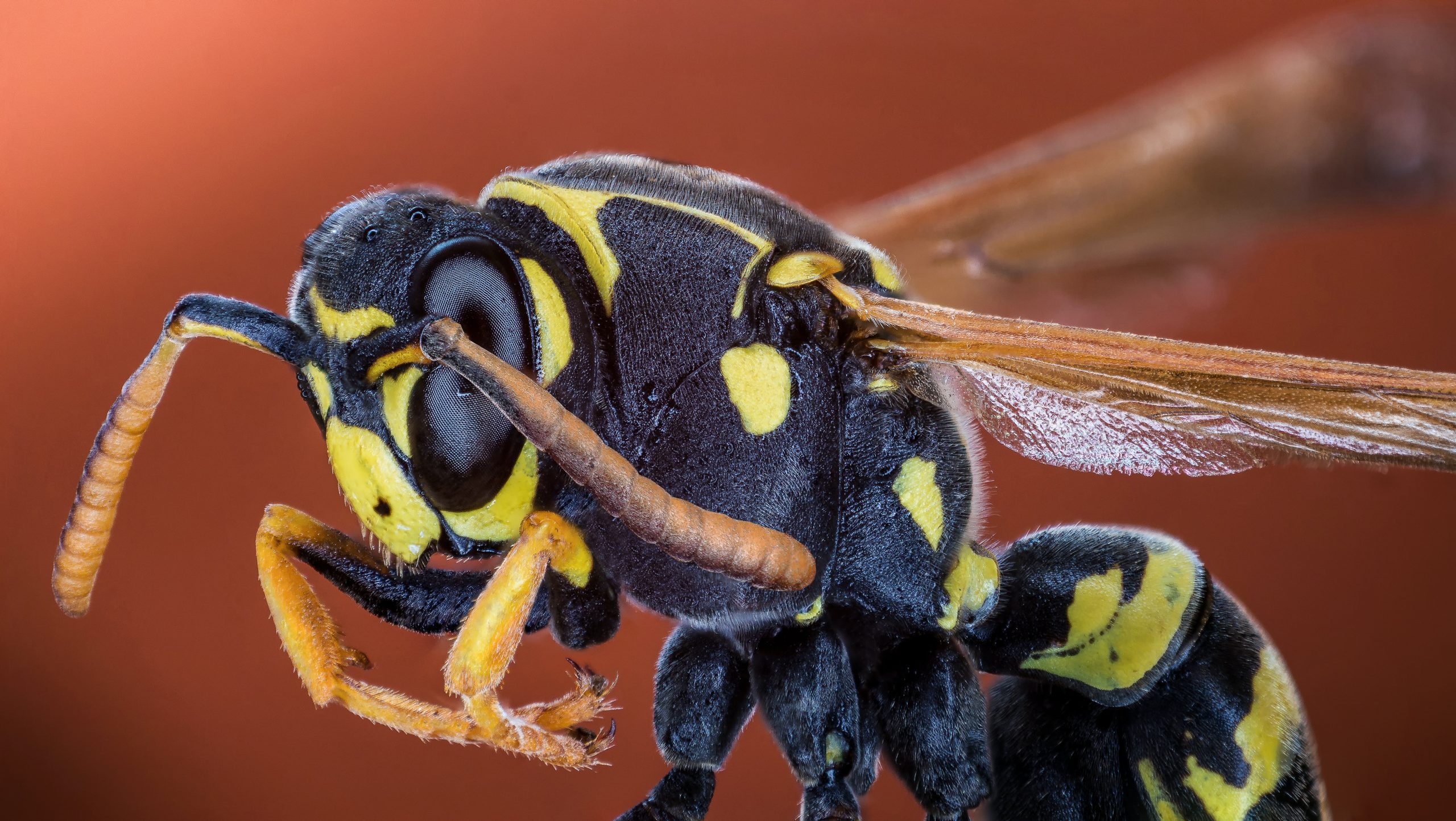 Wasp Sting Symptoms Treatment And Prevention