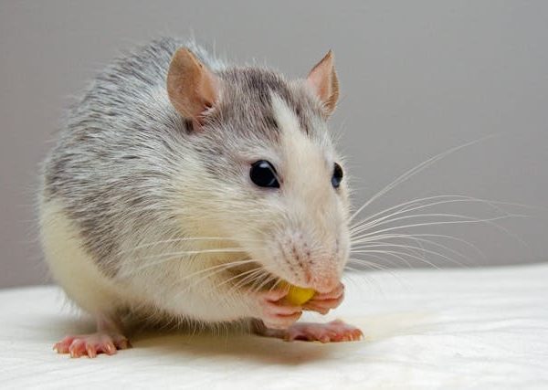 How to Achieve Effective Rodent Control: Insights from Medical Experts